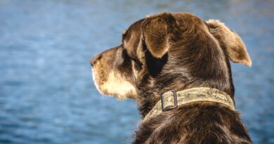 Zdjęcie opublikowane na podstawie licencji Creative Commons Zero (CC0)pobrane ze strony https://pixnio.com/fauna-animals/dogs/dog-head-animal-nature-water-pet dn. 2/12/2025