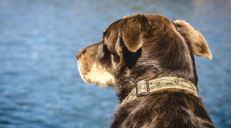 Zdjęcie opublikowane na podstawie licencji Creative Commons Zero (CC0)pobrane ze strony https://pixnio.com/fauna-animals/dogs/dog-head-animal-nature-water-pet dn. 2/12/2025